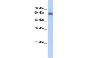 Western Blotting (WB) image for anti-Sema Domain, Immunoglobulin Domain (Ig), Transmembrane Domain (TM) and Short Cytoplasmic Domain, (Semaphorin) 4F (SEMA4F) antibody (ABIN2459020) (SEMA4F antibody)