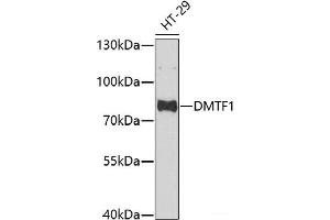 Western blot analysis of extracts of HT-29 cells using DMTF1 Polyclonal Antibody at dilution of 1:1000. (DMP1 antibody)