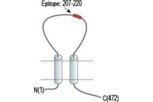Representative domain view of the target of ABIN7237800.