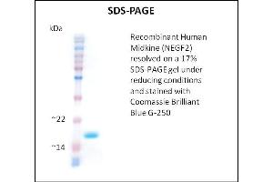 SDS-PAGE (SDS) image for Midkine (Neurite Growth-Promoting Factor 2) (MDK) (Active) protein (ABIN5509432) (Midkine Protein)