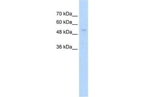 Western Blotting (WB) image for anti-Ariadne Homolog, Ubiquitin-Conjugating Enzyme E2 Binding Protein, 1 (ARIH1) antibody (ABIN2462659) (ARIH1 antibody)