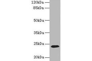 Western blot All lanes: CD3E antibody at 1. (CD3 epsilon antibody  (AA 23-207))