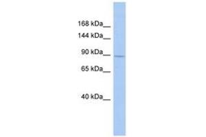 Image no. 1 for anti-SH3 Domain Containing Ring Finger 1 (SH3RF1) (AA 719-768) antibody (ABIN6743167) (SH3RF1 antibody  (AA 719-768))