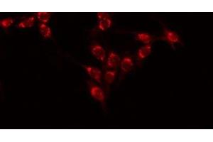 ABIN6277528 staining 293 by IF/ICC. (Ephrin A1 antibody  (Internal Region))