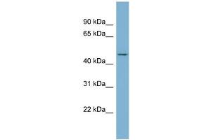 WB Suggested Anti-ENOSF1  Antibody Titration: 0. (ENOSF1 antibody  (N-Term))
