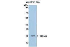 Western Blotting (WB) image for anti-Interleukin 15 (IL15) (AA 49-162) antibody (ABIN3209514) (IL-15 antibody  (AA 49-162))