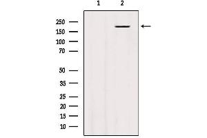 Western blot analysis of extracts from 293, using BAI3 Antibody.