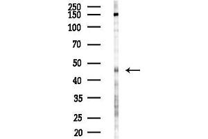 anti-Family with Sequence Similarity 175, Member A (FAM175A) antibody