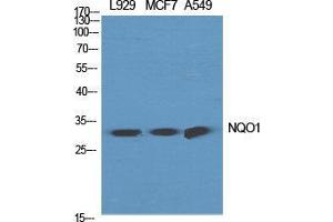 Western Blot (WB) analysis of specific cells using NQO1 Polyclonal Antibody. (NQO1 antibody  (C-Term))