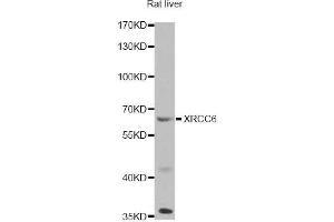 Western blot analysis of extracts of rat liver, using XRCC6 antibody (ABIN5971106) at 1/1000 dilution. (XRCC6 antibody)