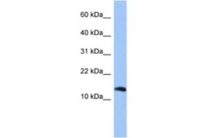 Western Blotting (WB) image for anti-Parathyroid Hormone 2 (PTH2) antibody (ABIN2463553) (Parathyroid Hormone 2 (PTH2) antibody)