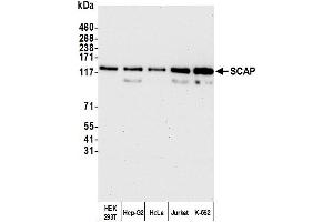 anti-SREBF chaperone (SCAP) (AA 450-500) antibody
