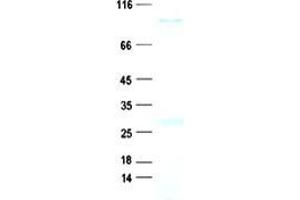 Validation with Western Blot (Syntabulin Protein (His tag))