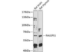 Western blot analysis of extracts of various cell lines, using R antibody (ABIN7269836) at 1:1000 dilution. (RALGPS1 antibody  (AA 1-300))