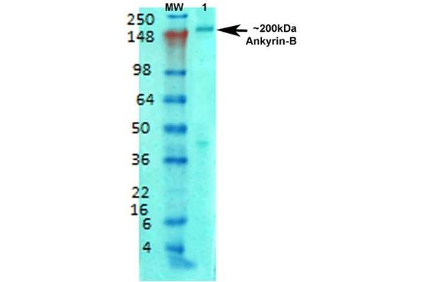 ANK2 antibody  (AA 203-496) (HRP)