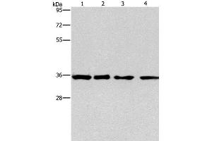 INHBC antibody