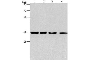 Western Blot analysis of 293T, hepG2, hela and A549 cell using INHBC Polyclonal Antibody at dilution of 1:550