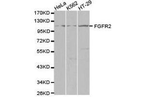 Western Blotting (WB) image for anti-Fibroblast Growth Factor Receptor 2 (FGFR2) antibody (ABIN1872688) (FGFR2 antibody)