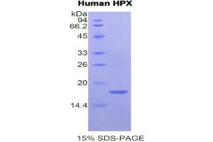 SDS-PAGE (SDS) image for Hemopexin (HPX) (AA 324-462) protein (His tag) (ABIN2121222) (Hemopexin Protein (HPX) (AA 324-462) (His tag))