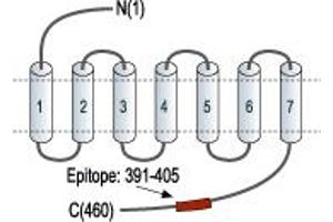 CD200 Receptor 1 (CD200R1) peptide