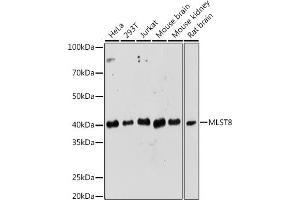 Western blot analysis of extracts of various cell lines, using MLST8 Rabbit pAb (ABIN6131371, ABIN6143894, ABIN6143895 and ABIN6217660) at 1:1000 dilution.