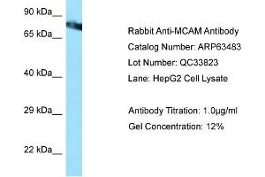 Western Blotting (WB) image for anti-Melanoma Cell Adhesion Molecule (MCAM) (Middle Region) antibody (ABIN971122) (MCAM antibody  (Middle Region))