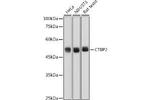 CTBP2 antibody