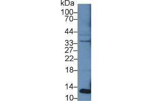 Western Blotting (WB) image for anti-beta-2-Microglobulin (B2M) (AA 22-119) antibody (ABIN7429220)