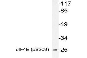 Western blot (WB) analysis of p-eIF4E antibody in extracts from NIH/3T3 FBS cells. (EIF4E antibody  (pSer209))