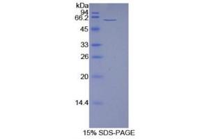 SDS-PAGE (SDS) image for 5'-Nucleotidase, Ecto (CD73) (NT5E) protein (ABIN1078685)