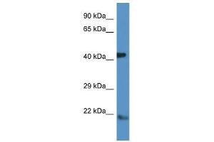 Western Blot showing Arf4 antibody used at a concentration of 1. (ARF4 antibody  (N-Term))