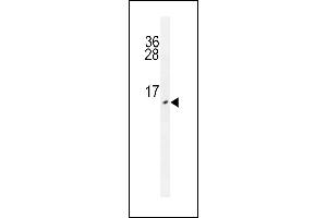URM1 antibody (ABIN659088 and ABIN2838077) western blot analysis in HepG2 cell line lysates (35 μg/lane). (Urm1 antibody)