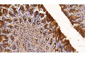 Detection of TFF2 in Mouse Stomach Tissue using Polyclonal Antibody to Trefoil Factor 2 (TFF2) (Trefoil Factor 2 antibody  (AA 25-127))