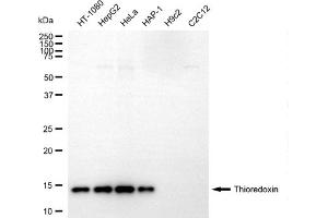 Western blotting analysis using thioredoxin antibody (ABIN7800537).