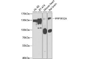 Western blot analysis of extracts of various cell lines, using PPP1R12A antibody (ABIN6128261, ABIN6146060, ABIN6146062 and ABIN6222412) at 1:1000 dilution. (PPP1R12A antibody  (AA 710-970))