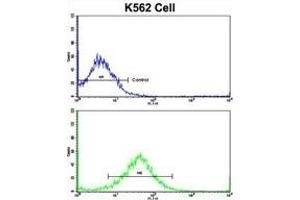 Flow cytometric analysis of K562 cells using FPGS Antibody (Center)(bottom histogram) compared to a negative control cell (top histogram). (FPGS antibody  (AA 304-330))