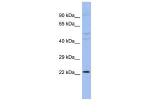 WB Suggested Anti-CBX1 Antibody Titration:  0. (CBX1 antibody  (N-Term))