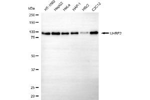 Western blotting analysis using UHRF2 antibody (ABIN7800761).