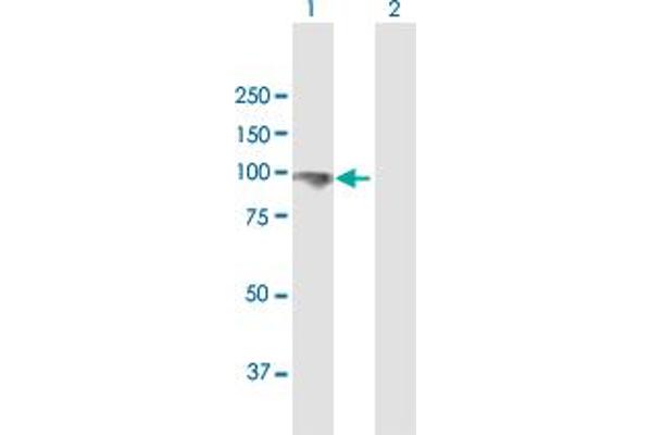 GTSE1 antibody  (AA 1-720)