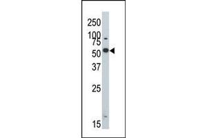 The anti-DYRK2 Pab (ABIN391770 and ABIN2841632) is used in Western blot to detect DYRK2 in 293 cell lysate. (DYRK2 antibody  (N-Term))