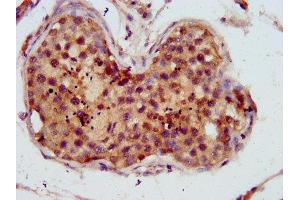 IHC image of ABIN7173941 diluted at 1:800 and staining in paraffin-embedded human testis tissue performed on a Leica BondTM system. (C10orf2 antibody  (AA 559-684))