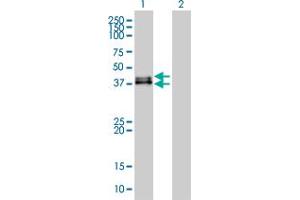 Western Blot analysis of DUSP6 expression in transfected 293T cell line by DUSP6 monoclonal antibody (M01), clone 3G2.
