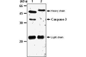 Immunoprecipitation os Caspase-3 from Jurkat. (Caspase 3 antibody)