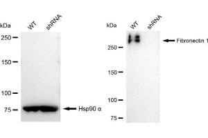 Western blotting analysis using Fibronectin 1 antibody (ABIN7798613).