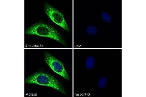 ABIN768619 Immunofluorescence analysis of paraformaldehyde fixed NIH3T3 cells, permeabilized with 0. (MUC5B antibody  (Internal Region))