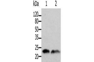 Western Blotting (WB) image for anti-ADP-Ribosylation Factor 1 (ARF1) antibody (ABIN2425525) (ARF1 antibody)