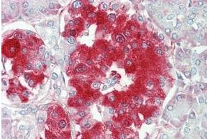 Human Pancreas: Formalin-Fixed, Paraffin-Embedded (FFPE) (TNFRSF21 antibody  (AA 356-385))