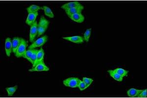 Immunofluorescent analysis of HepG2 cells using ABIN7153530 at dilution of 1:100 and Alexa Fluor 488-congugated AffiniPure Goat Anti-Rabbit IgG(H+L) (BBOX1 antibody  (AA 154-247))