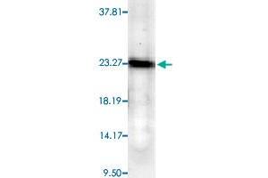 Western blot analysis from human cell line mixed lysate with PTGES3 monoclonal antibody, clone JJ6 . (PTGES3 antibody)