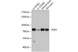 Western blot analysis of extracts of various cell lines using PSD2 Polyclonal Antibody at dilution of 1:1000. (PSD2 antibody)